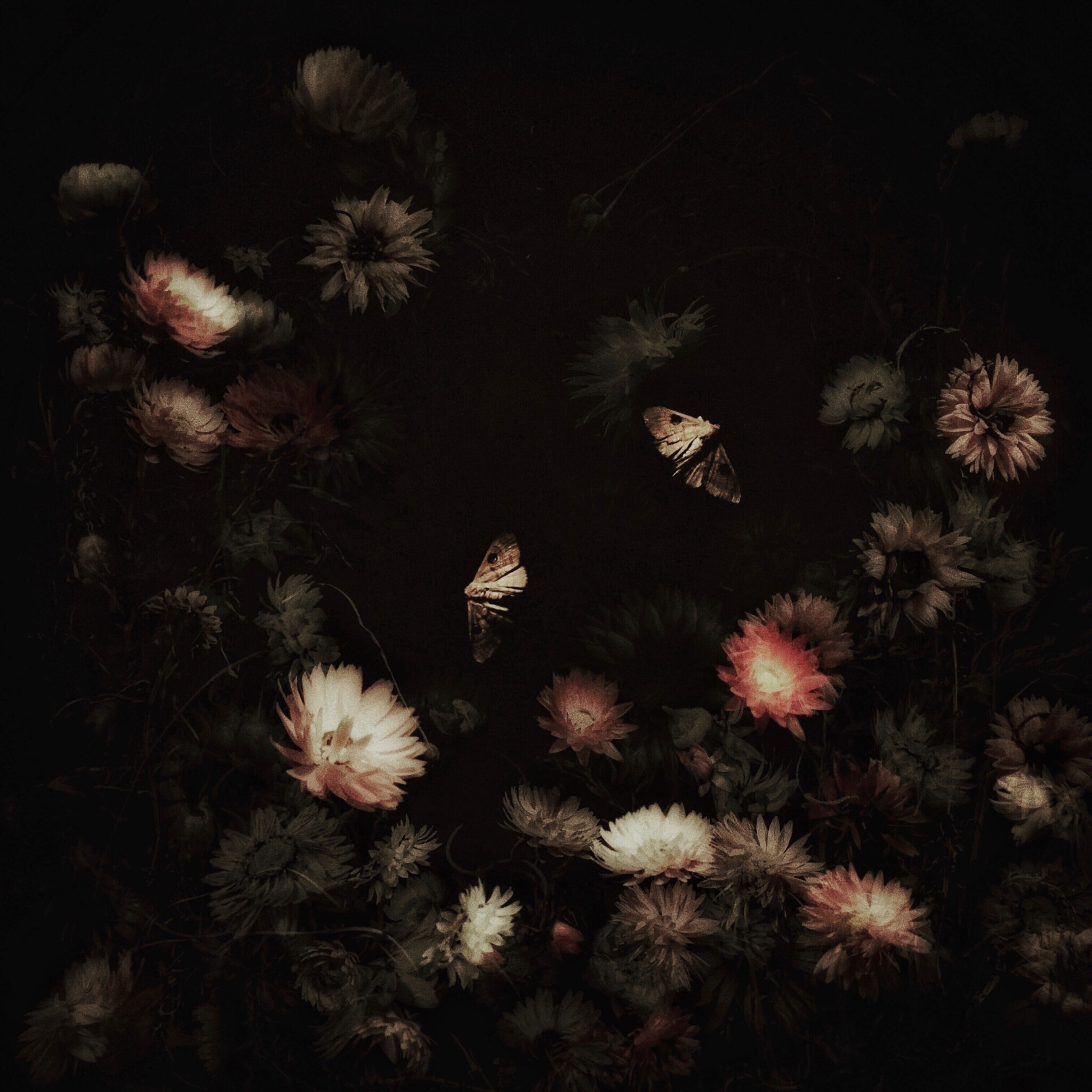 Butterflies and flowers in a dark scene with dim lighting.
