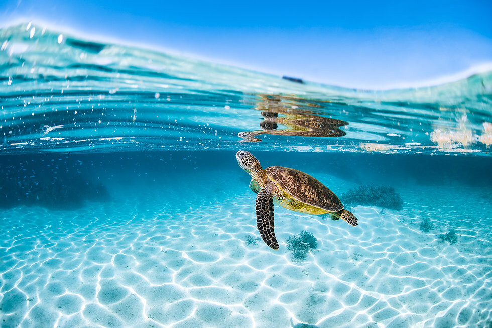 Green Sea Turtle swimming in shallow waters.