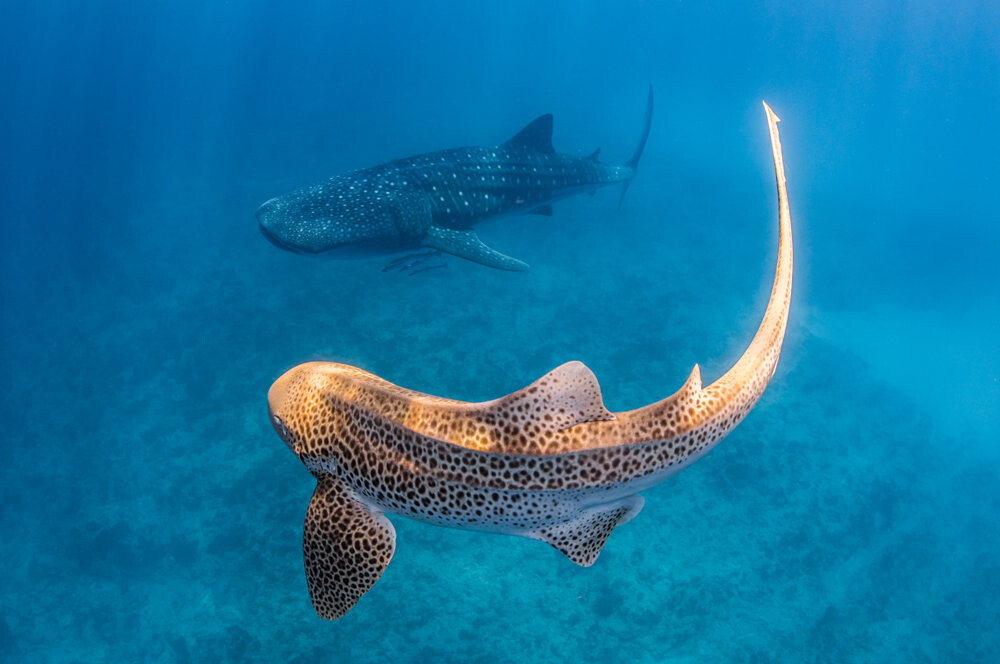 Tiger shark and whale shark swimming side by side.