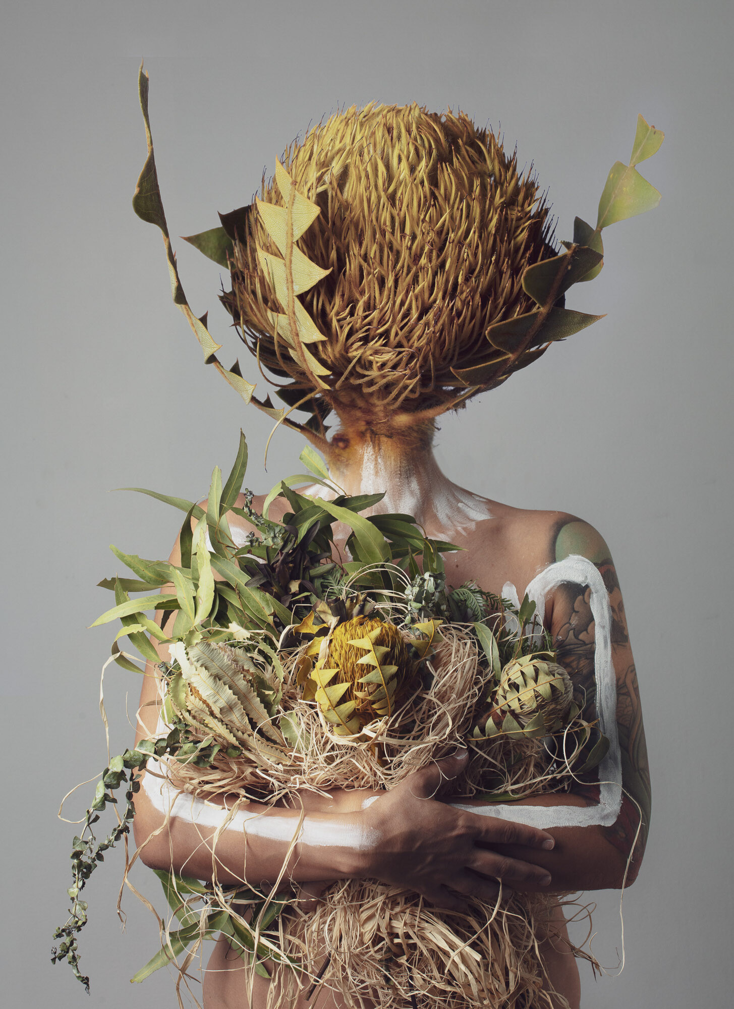 A person stands against a grey background with an armful of native Australian plants. They have a banskia plant for a head, and a long white line painted across their arms and onto their chest.
