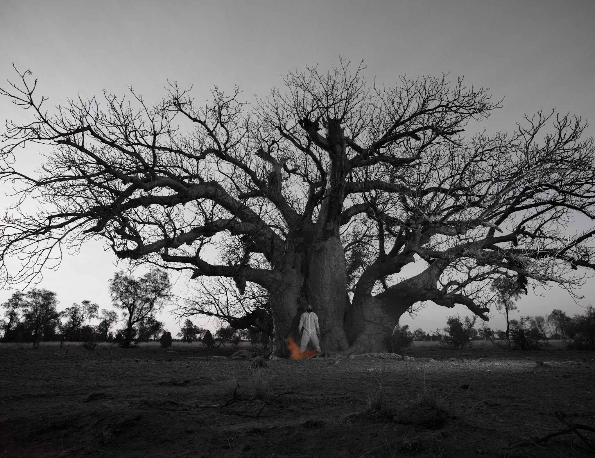 A man stands against a very large tree, he wears a white jumpsuit and a black mask over his mouth and nose. The image has been taken from a distance to show all the leaves and branches of the tree. The image is black and white except for a small patch of orange smoke around the mans feet.