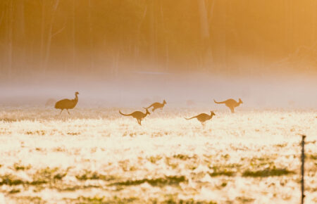 Kangaroos and an emu in a field in the golden sunlight