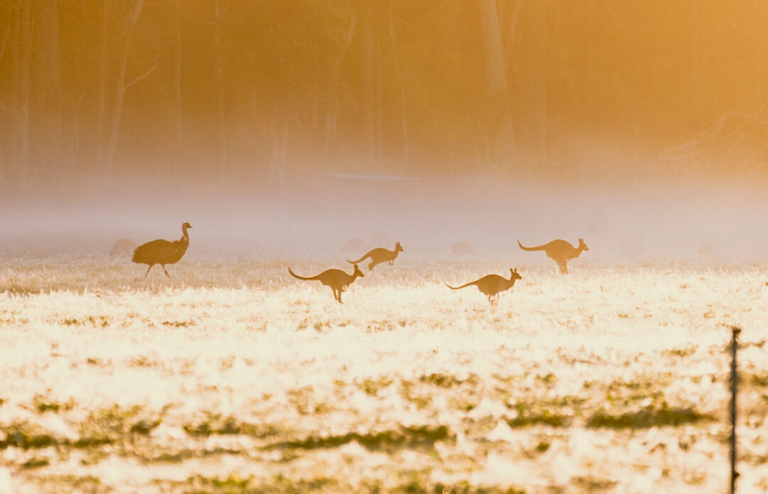 Kangaroos and an emu in a field in the golden sunlight