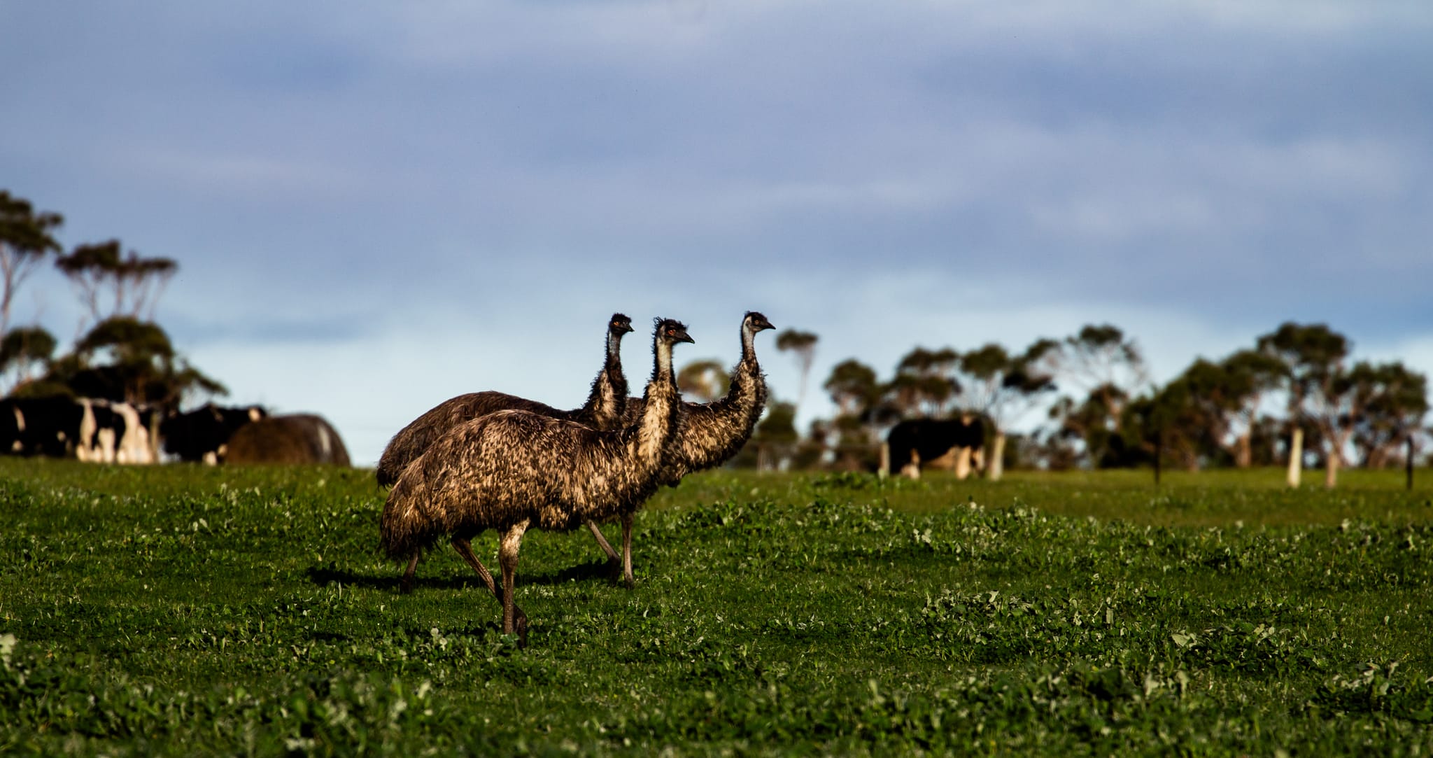 three emus in a fiel with cows in the background.