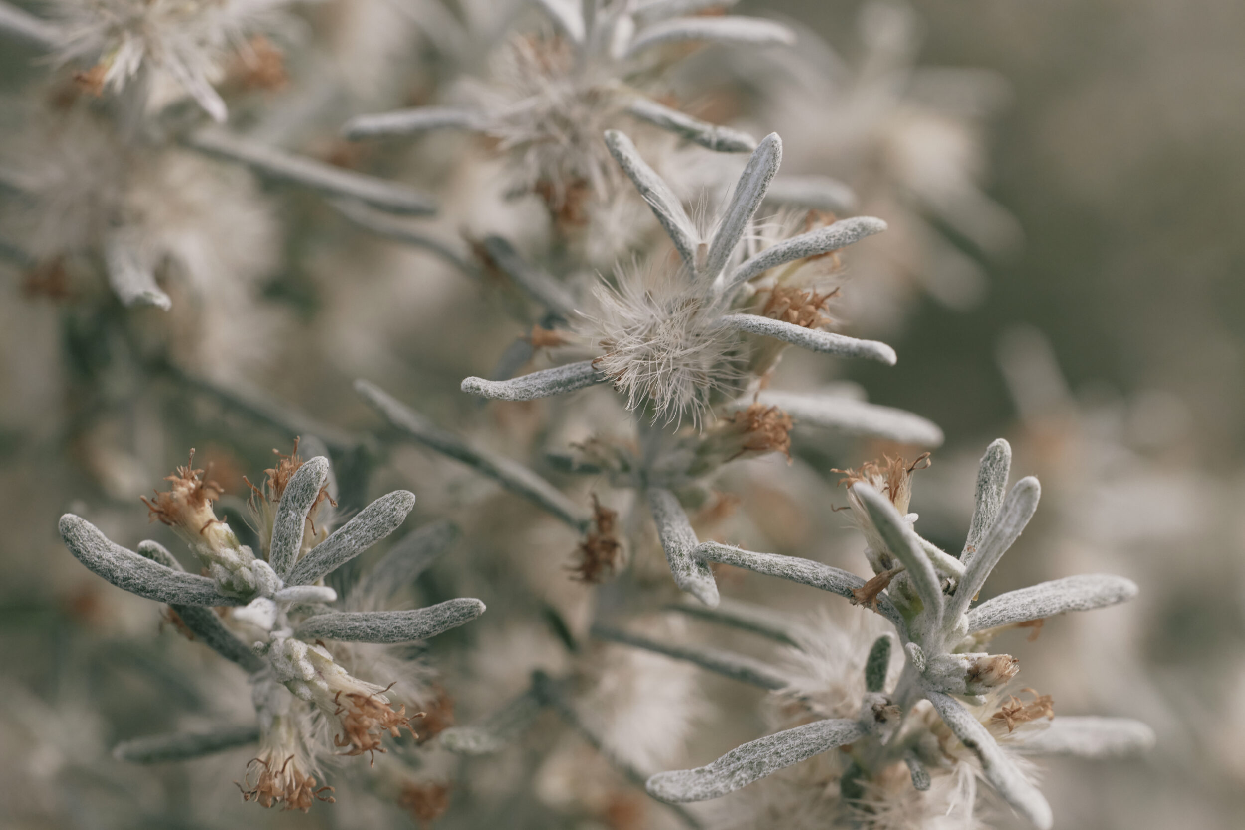 plant foliage close up