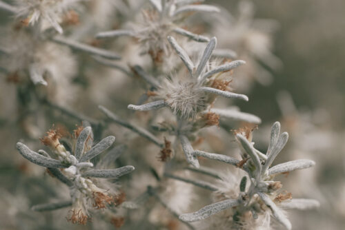 plant foliage close up