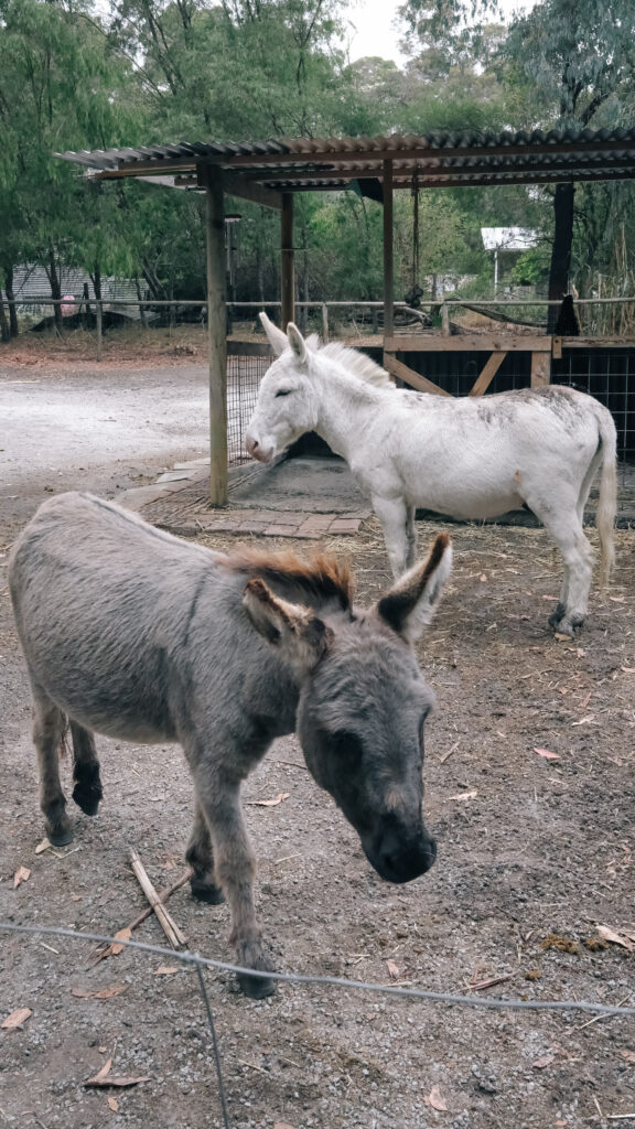 Two donkeys in a bush back yard