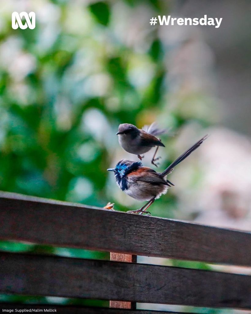 One of his wren photographs was recently published by the ABC for #Wrensday.